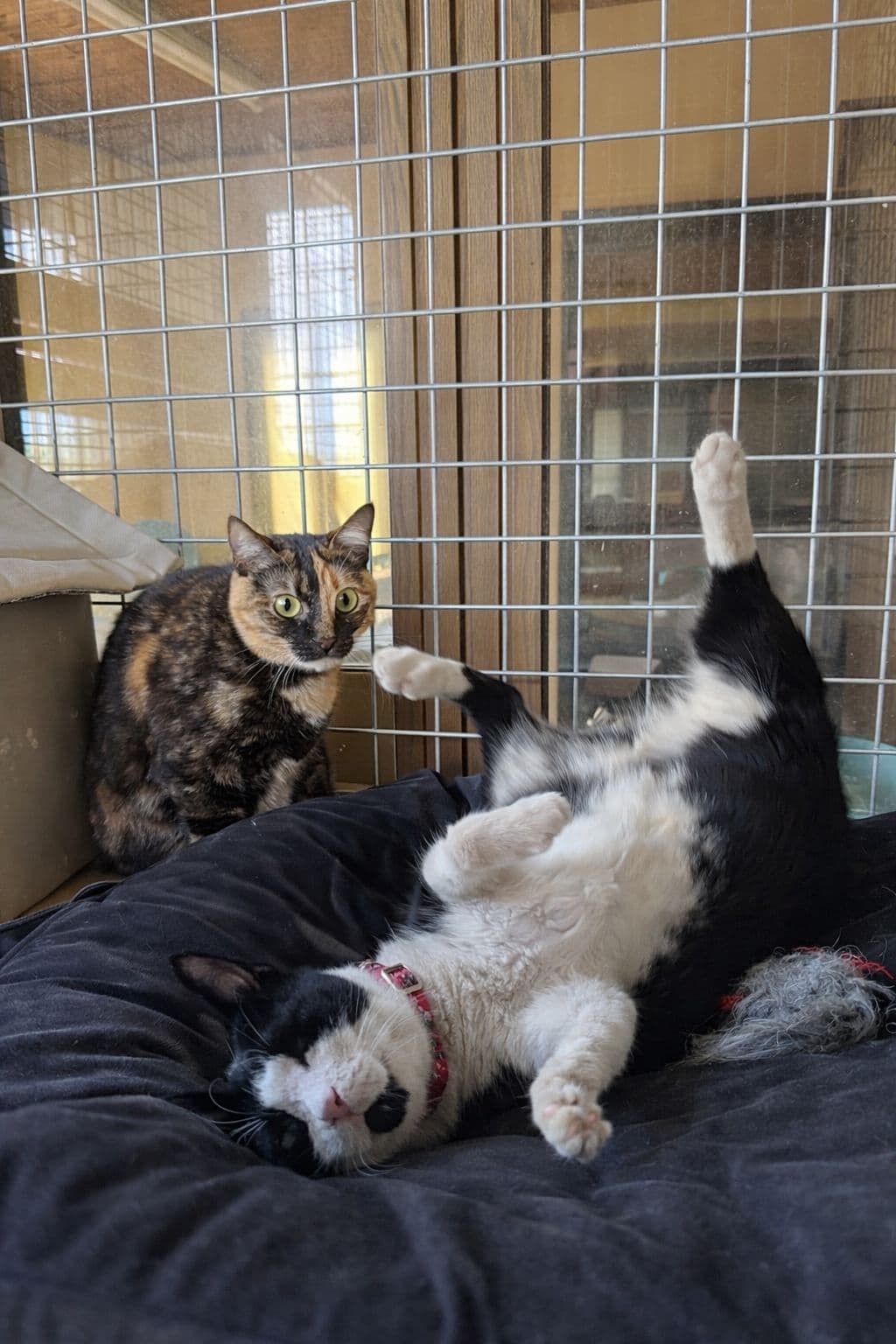 Cat hotel facilities at Vico Kennel Cyprus